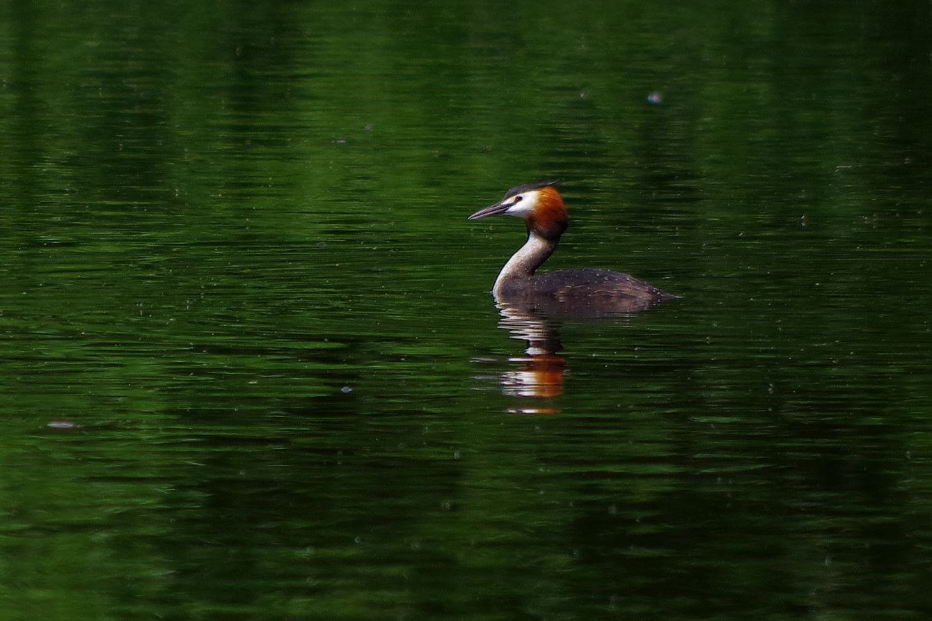 Haubi im Moorsee