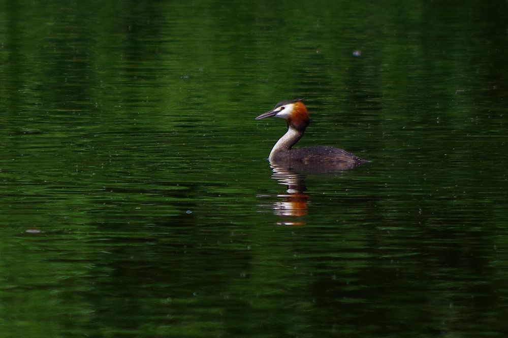 Haubi im Moorsee