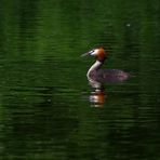 Haubi im Moorsee