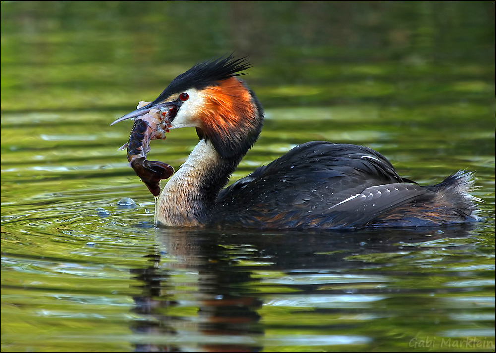 Haubi mit Flusskrebs