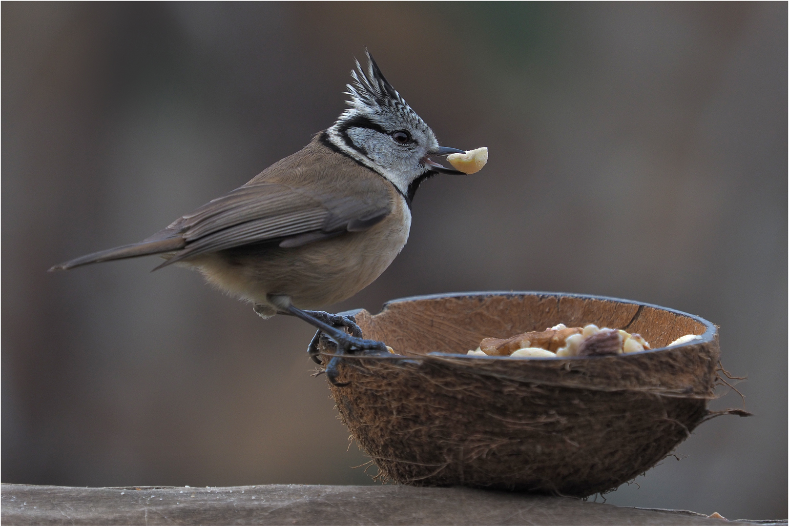 Haubi prüft den Erdnuss-Snack Foto &amp; Bild | outdoor, olympus, bird ...