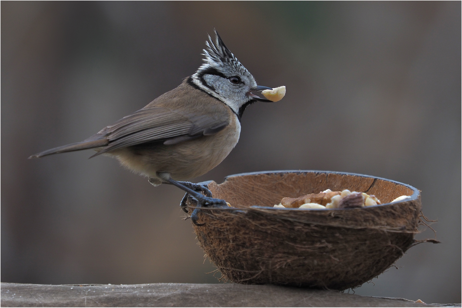 Haubi prüft den Erdnuss-Snack