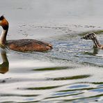 "Haubi und Häubchen Taucher"