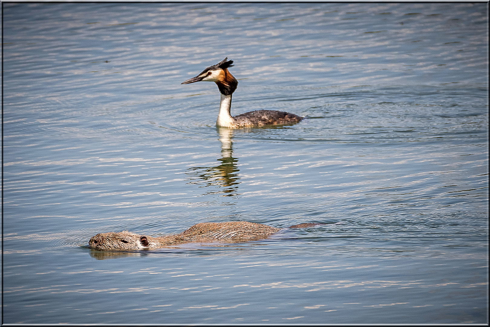 Haubi vs. Nutria