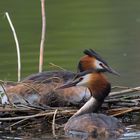 Haubipärchen am Nest