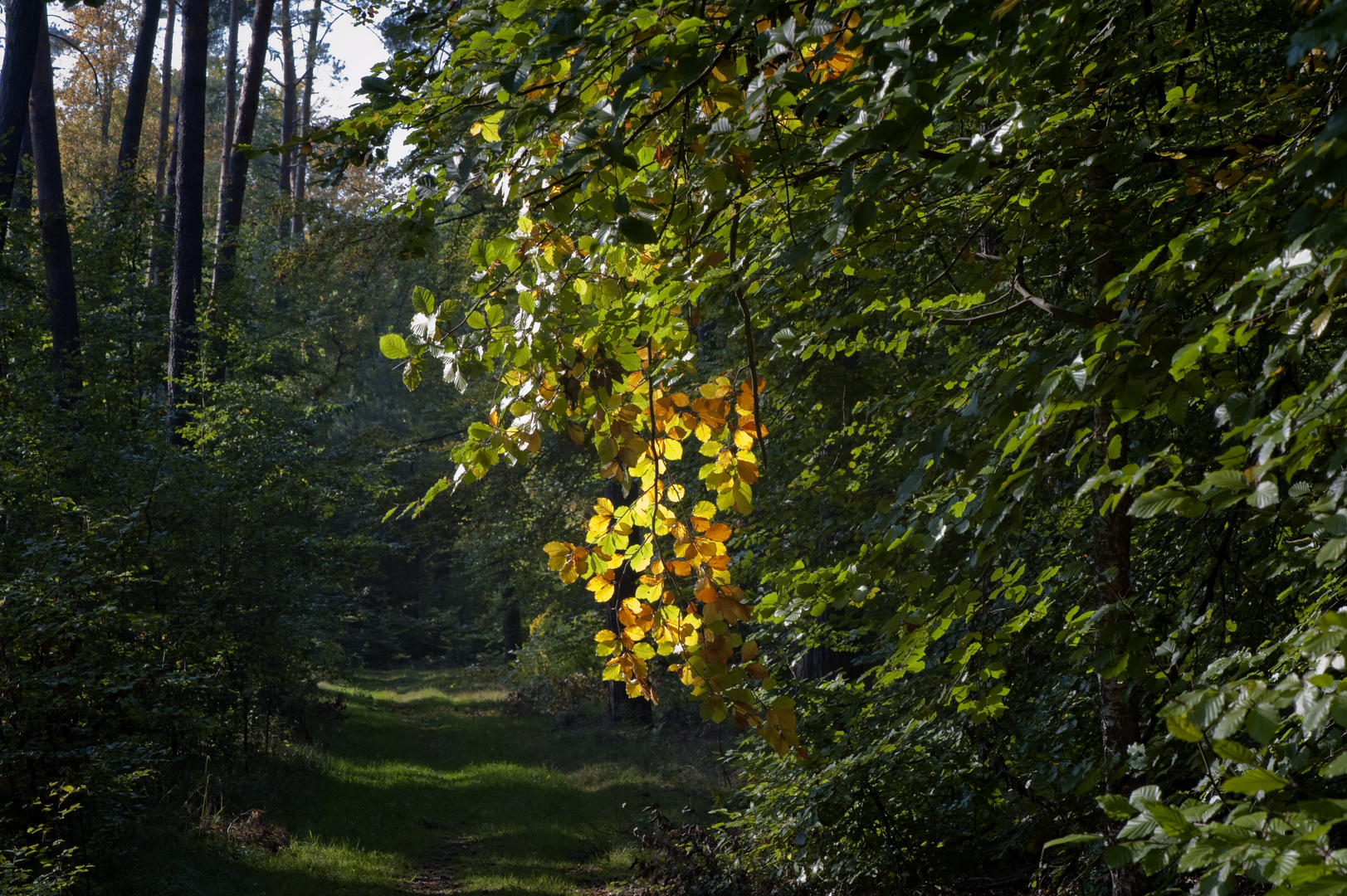 Hauch vom Herbst