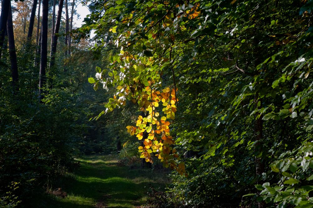 Hauch vom Herbst