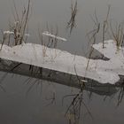 hauchdünne Eisplatte auf Zweigen in der Uferzone