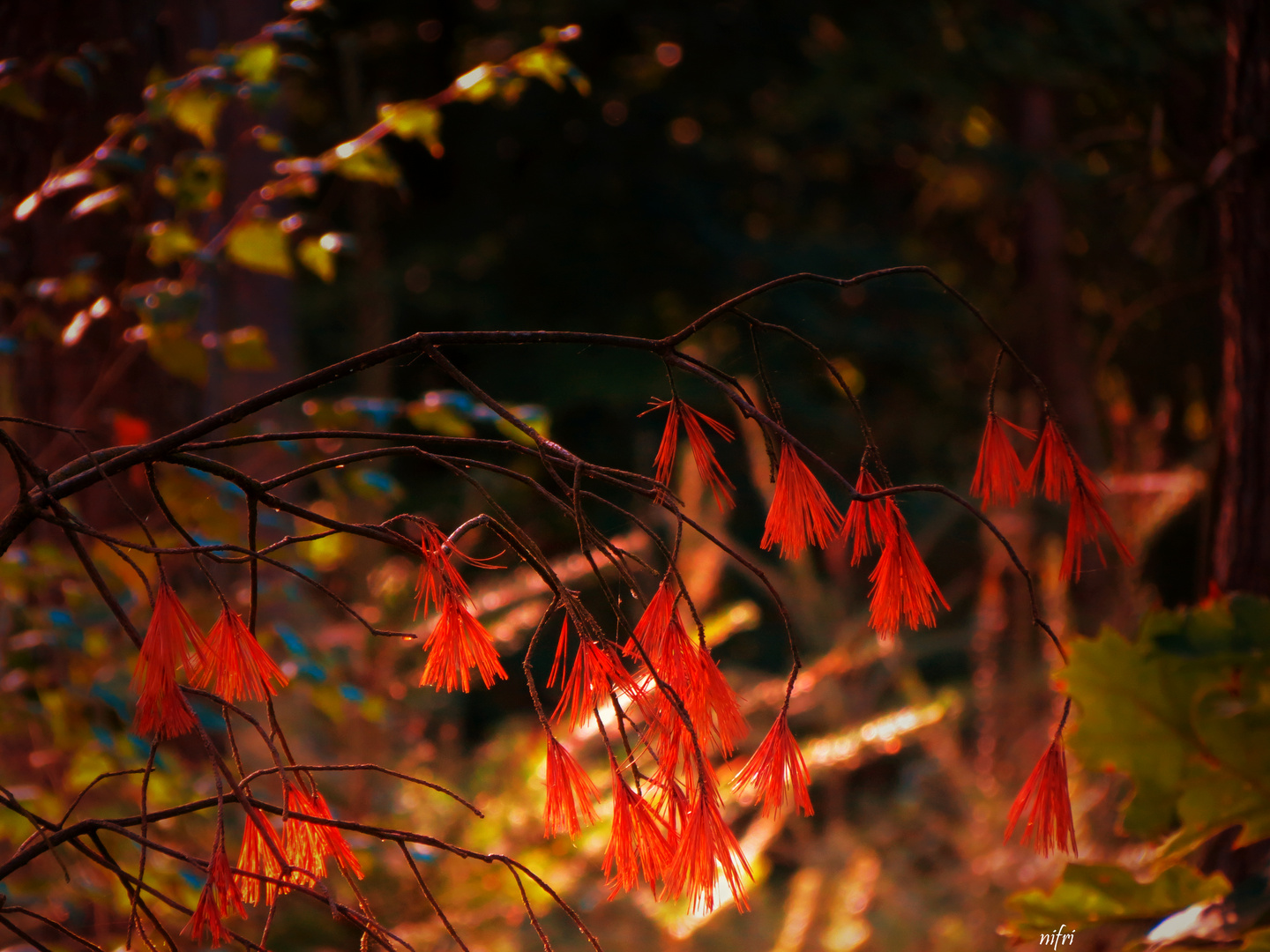 Hauchender Herbst / Impression aus der Haard in Recklinghausen