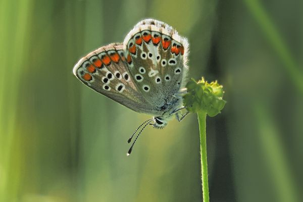 HauchhechelBläuling, Männchen