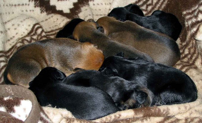 haufen hund zu verschenken Foto & Bild tiere, haustiere, hunde Bilder