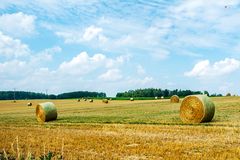 Haufenweise Rollmöpse