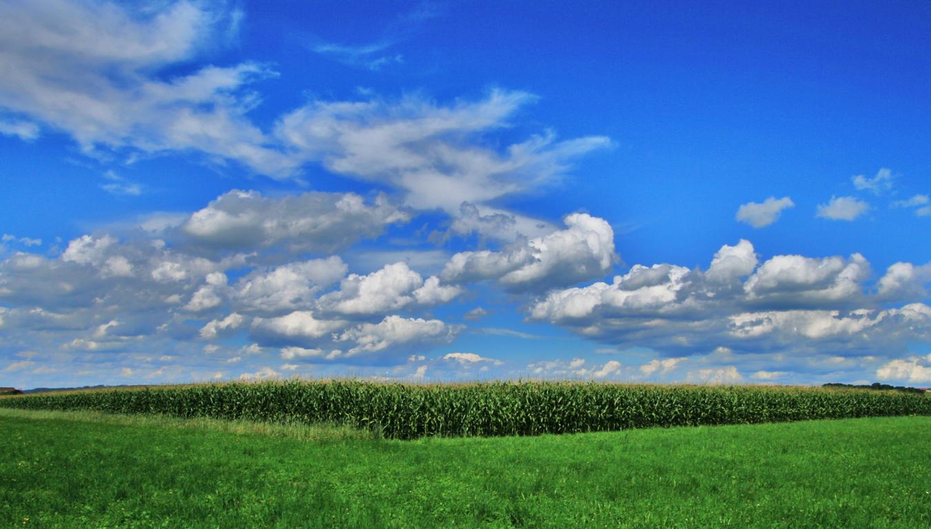 Haufenwolken mit Maisfeld