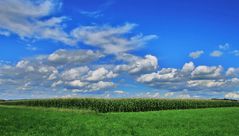 Haufenwolken mit Maisfeld