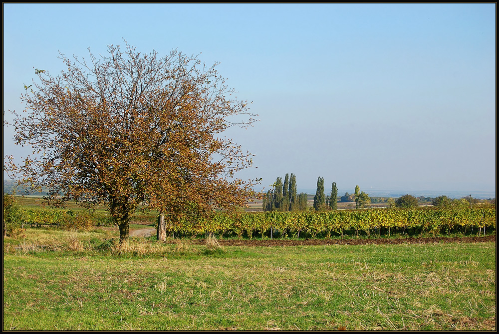 Haugsdorfer Weinland ~~3~~