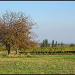 Haugsdorfer Weinland ~~3~~