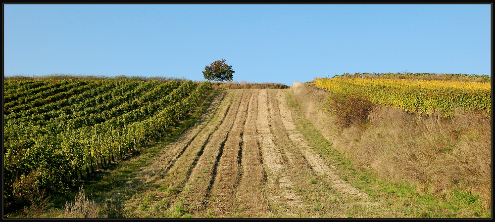 Haugsdorfer Weinland ~~5~~