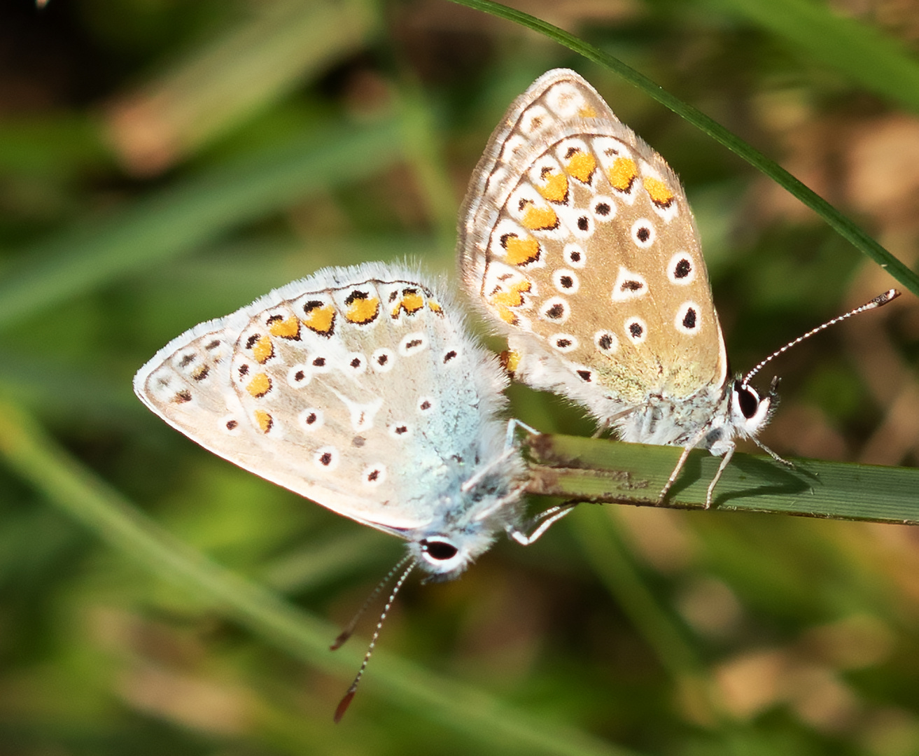 Hauhechechelbläuling-Paarung (Polyommatus icarus)