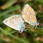 Hauhechechelbläuling-Paarung (Polyommatus icarus)