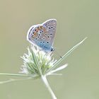 Hauhechel auf einer Edeldistel