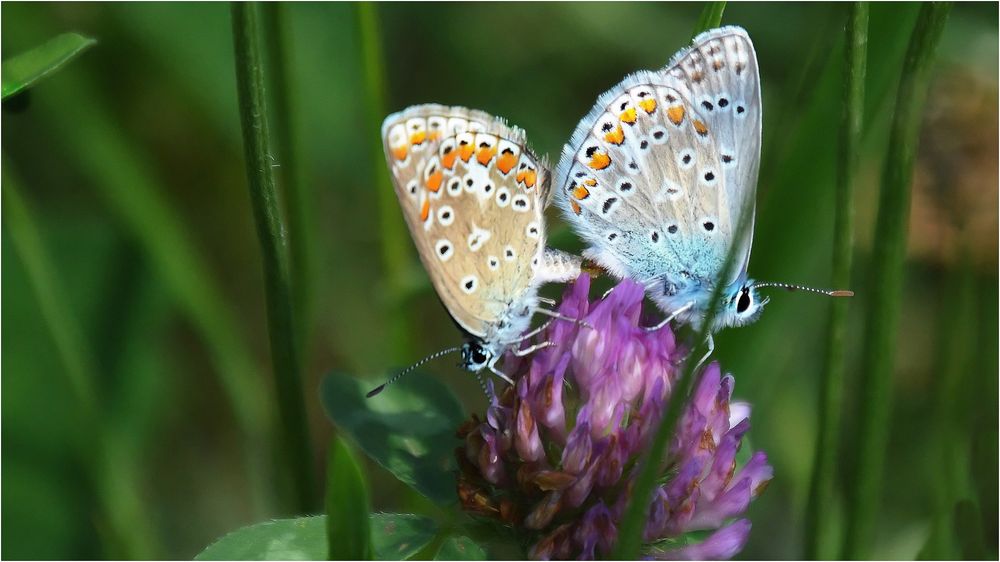 Hauhechel bei der Paarung