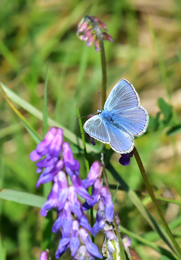 Hauhechel Bläuling