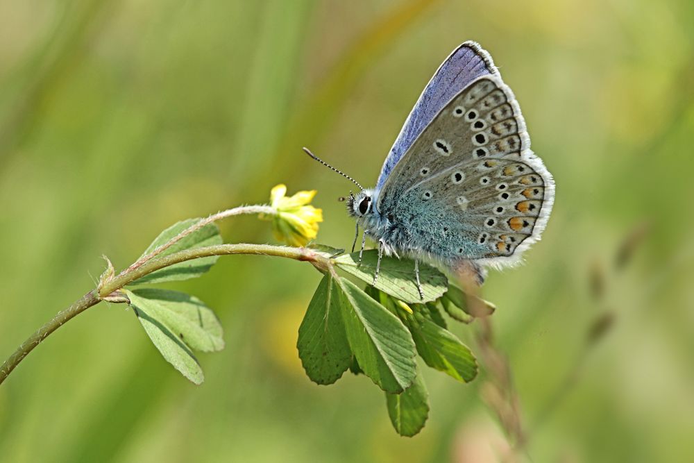 Hauhechel-Bläuling