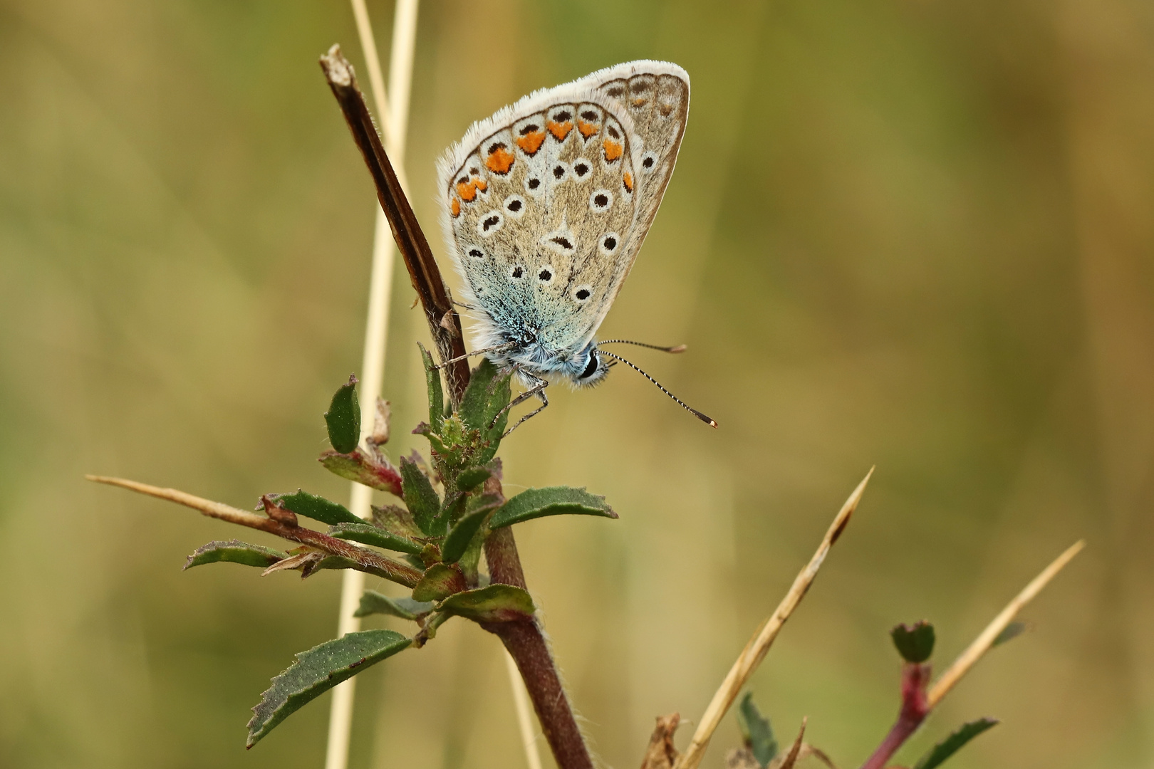 Hauhechel-Bläuling (2019_08_03_EOS 6D Mark II_5209_ji)