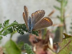 Hauhechel-Bläuling