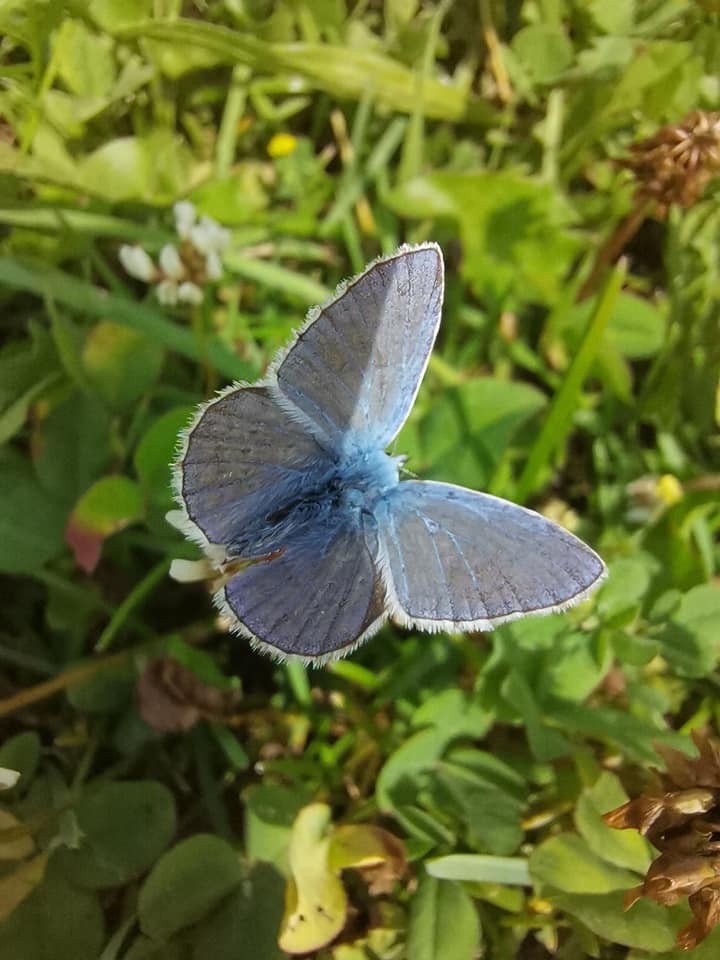 Hauhechel Bläuling