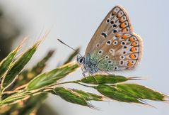 Hauhechel Bläuling