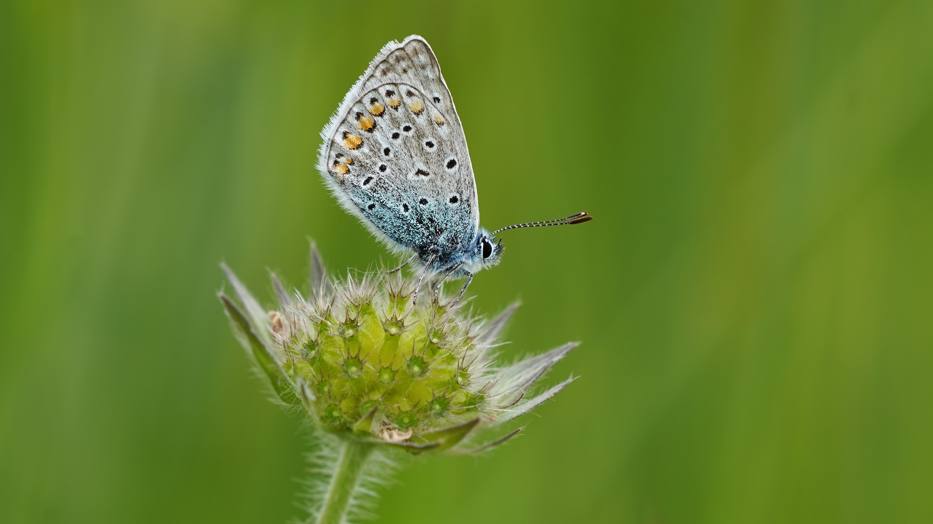 Hauhechel Bläuling