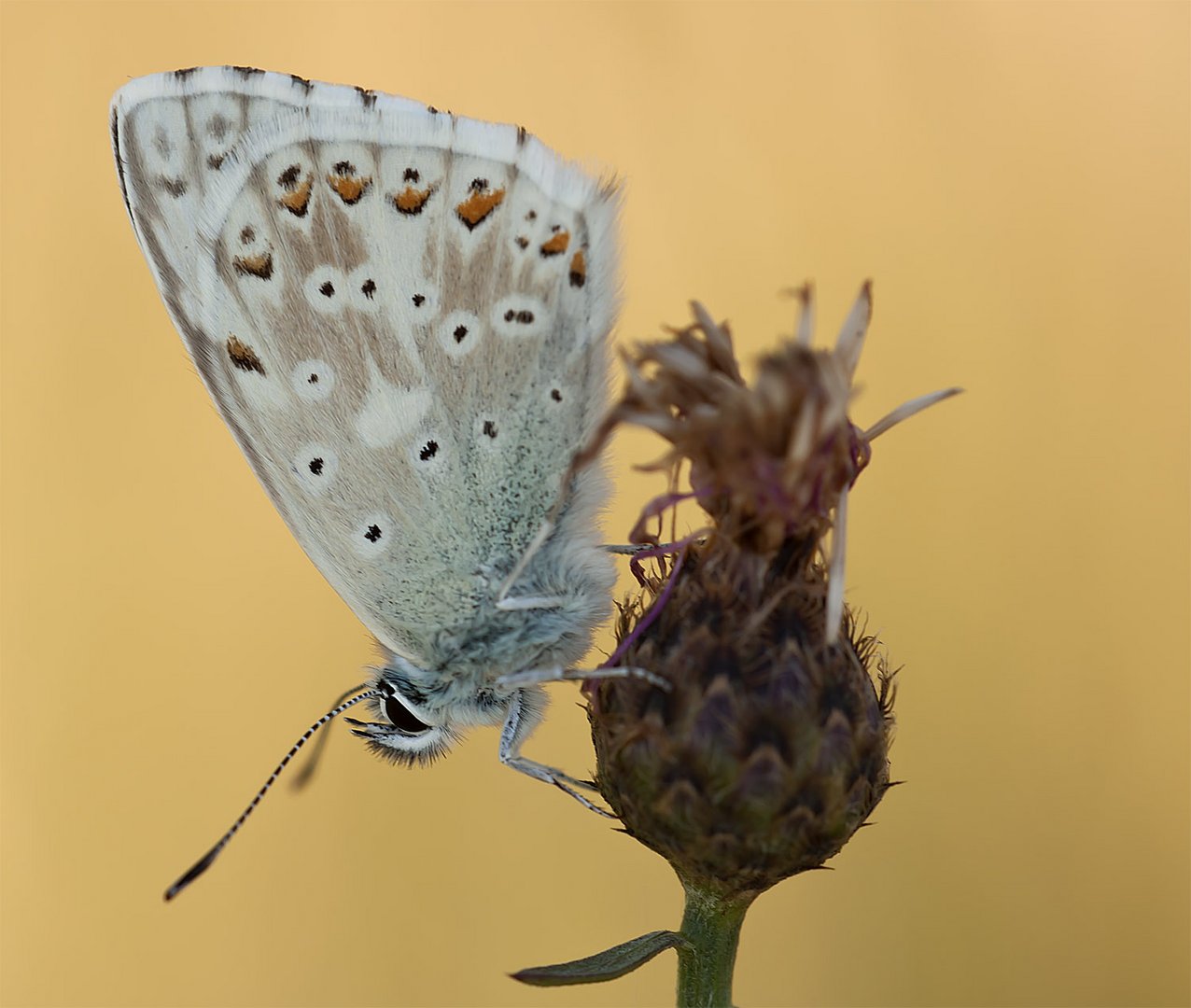 Hauhechel Bläuling