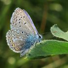 Hauhechel Bläuling