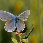 Hauhechel Bläuling