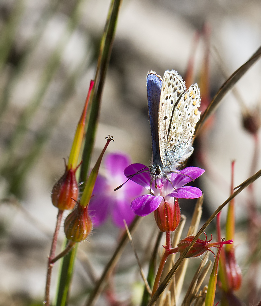 Hauhechel - Bläuling auf der Blüte