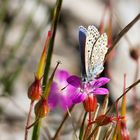 Hauhechel - Bläuling auf der Blüte