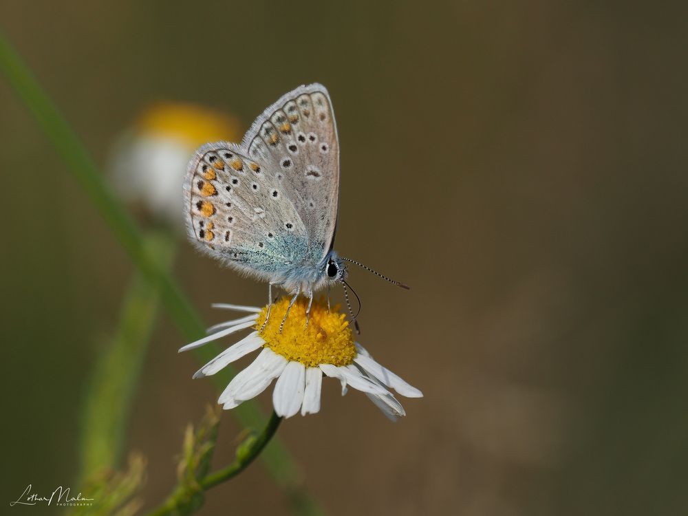 Hauhechel Bläuling auf der Blüte