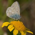 Hauhechel-Bläuling auf einer Blume