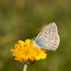 Hauhechel-Bläuling auf einer Blume