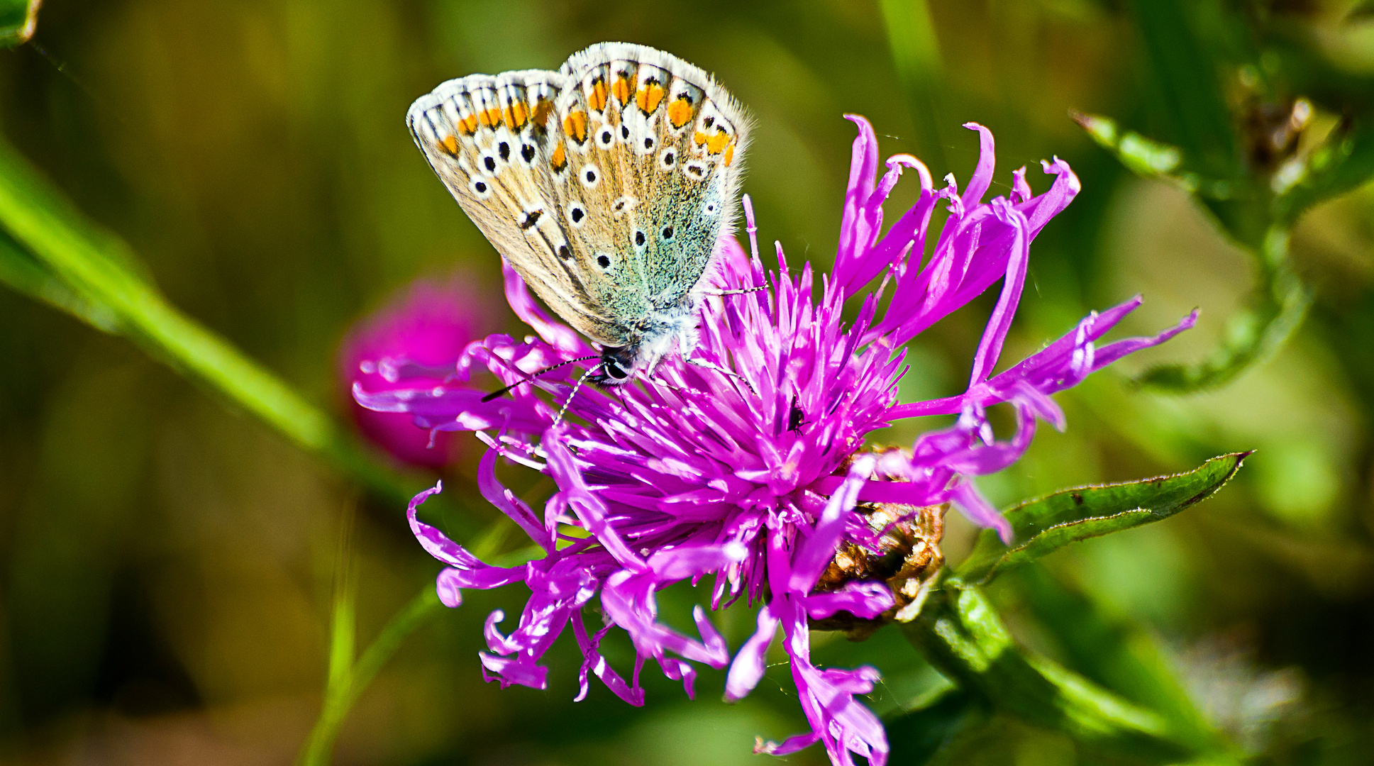 Hauhechel-Bläuling auf einer Flockenblume