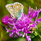 Hauhechel-Bläuling auf einer Flockenblume