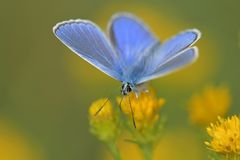 Hauhechel – Bläuling auf Goldsteppenaster