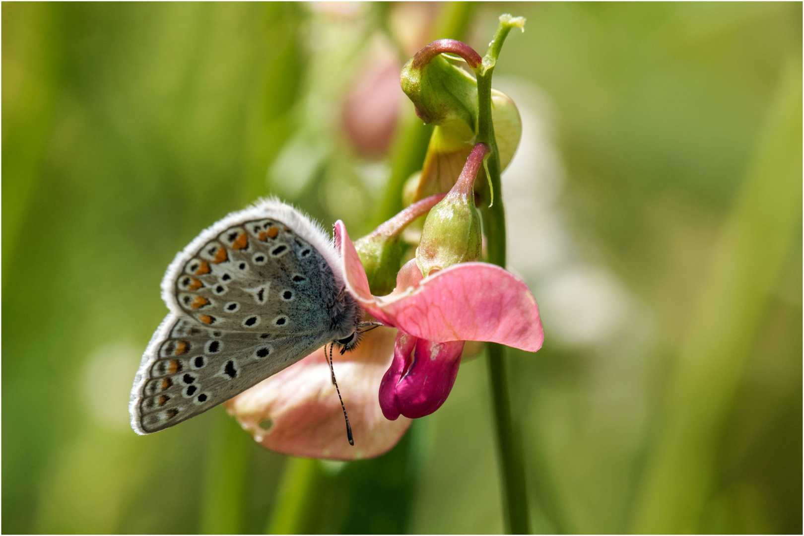 Hauhechel Bläuling auf Wickenblüte .....   