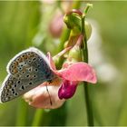 Hauhechel Bläuling auf Wickenblüte .....   