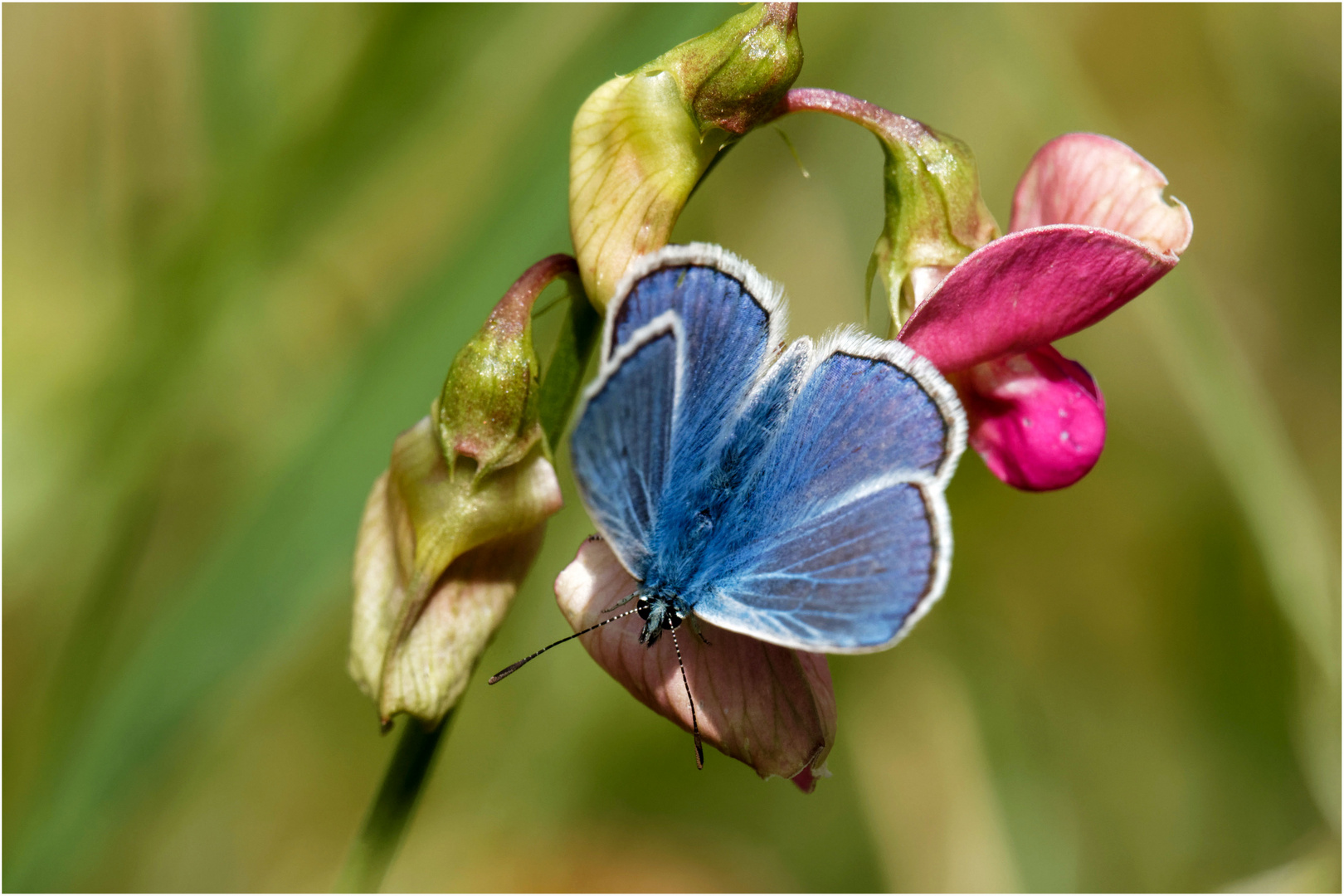 Hauhechel Bläuling auf Wickenblüte  .....