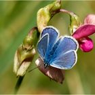 Hauhechel Bläuling auf Wickenblüte  .....