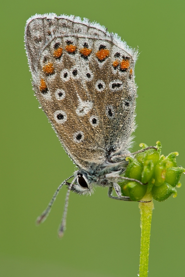 Hauhechel Bläuling