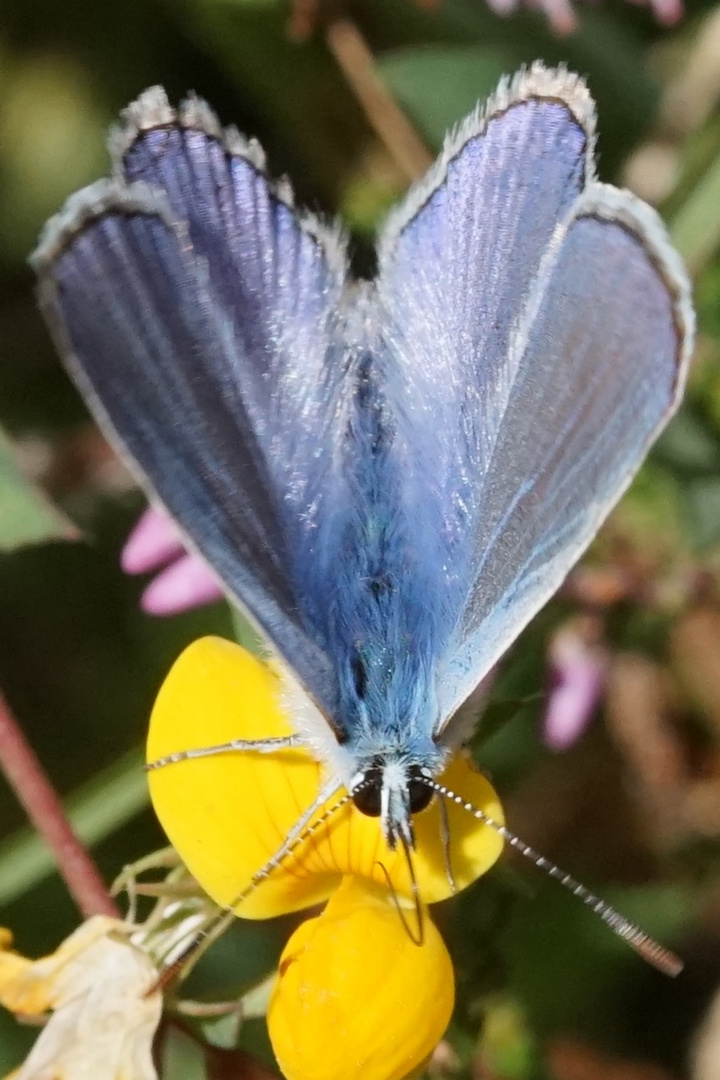 Hauhechel- Bläuling - Blue Monday