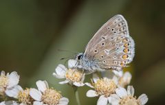 hauhechel-bläuling